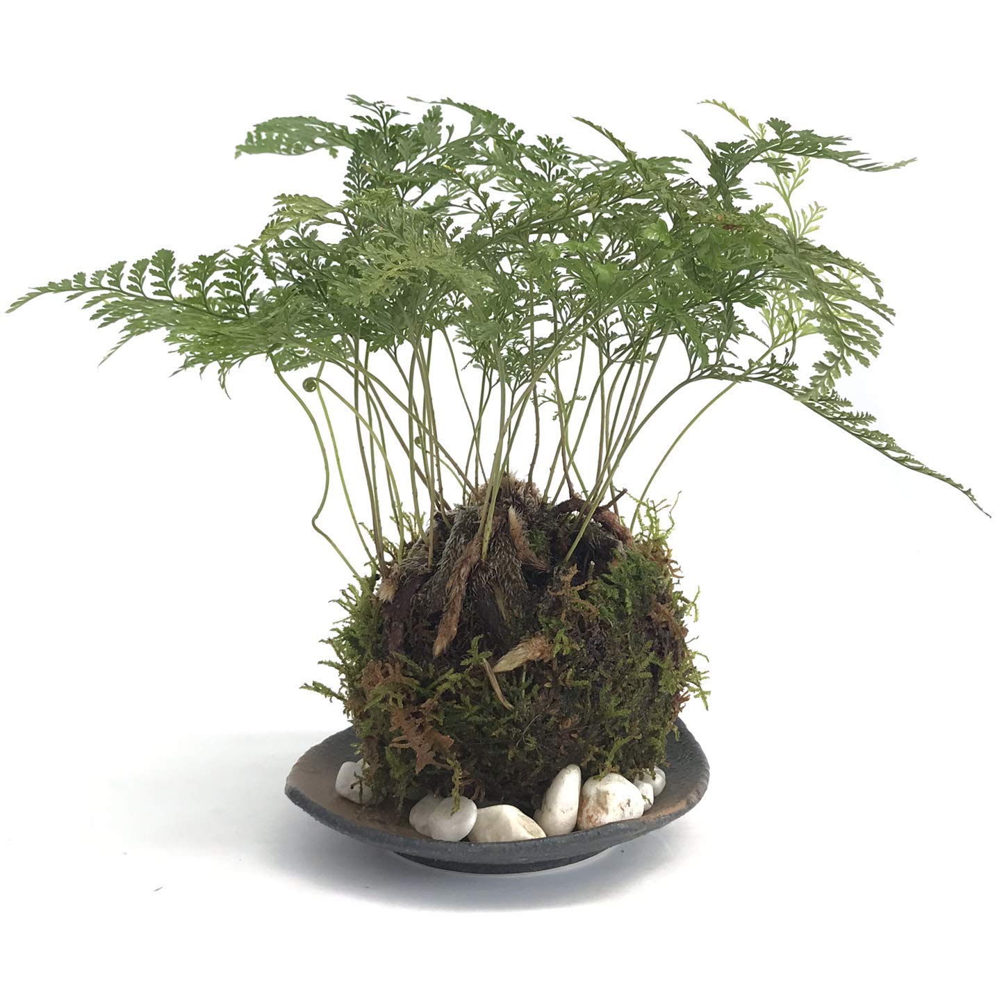 Amazon｜太い根茎、涼しげな葉が魅力のシダ植物【しのぶ（シノブ）の苔